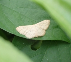 Scopula parodites