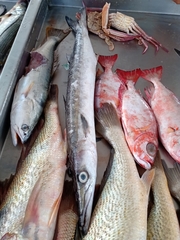 Sphyraena guachancho