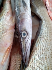 Sphyraena guachancho