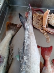 Sphyraena guachancho