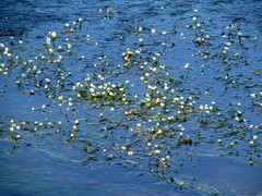 Ranunculus kauffmannii
