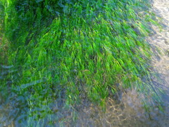 Ranunculus kauffmannii