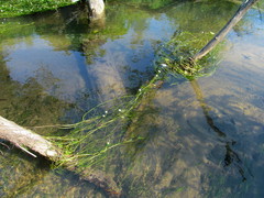 Ranunculus kauffmannii