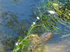Ranunculus kauffmannii