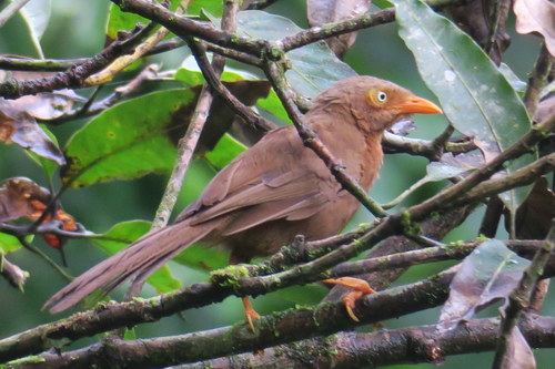 Argya rufescens
