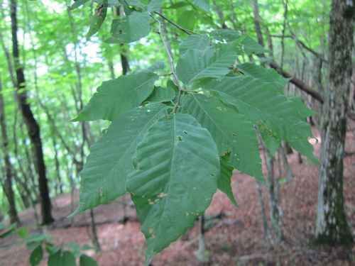 Fagus crenata Blume