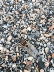 Diceroprocta viridifascia