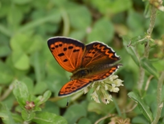 Lycaena panava