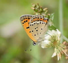 Lycaena panava