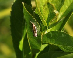 Crambus hamella