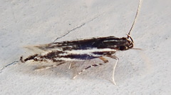 Eralea albalineella