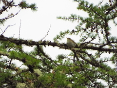 Phylloscopus borealis