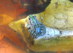 Pelophylax kurtmuelleri