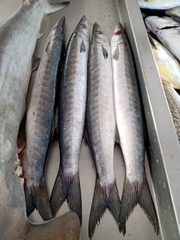 Sphyraena guachancho