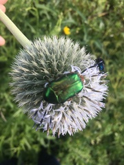 Protaetia cuprea