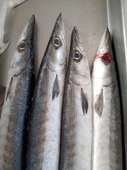 Sphyraena guachancho