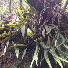 Pleopeltis polylepis
