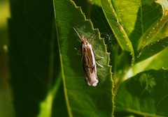 Crambus hamella