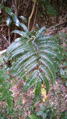 Arachniodes rhomboidea