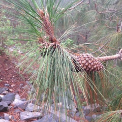 Pinus pseudostrobus apulcensis