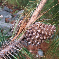 Pinus pseudostrobus apulcensis