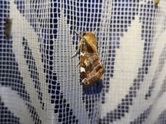 Cosmia diffinis