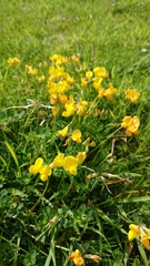 Lotus corniculatus