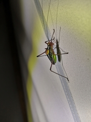 Barbitistes constrictus