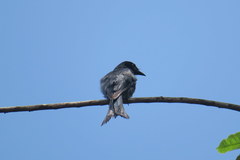 Dicrurus caerulescens