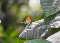 Eooxylides tharis distanti