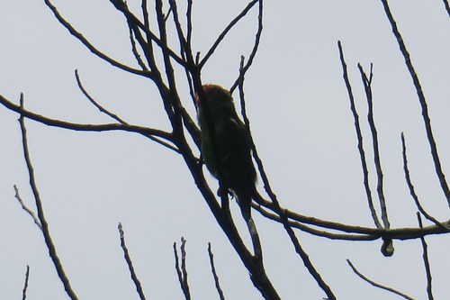 Loriculus beryllinus