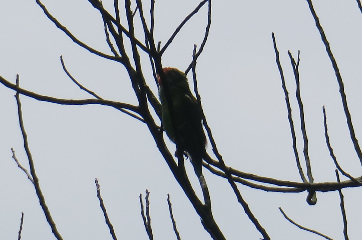 Sri Lanka Hanging-Parrot illustration