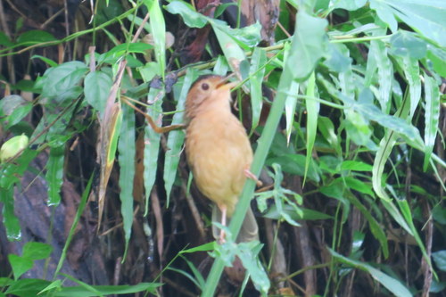 Brown-capped Babbler (Pellorneum fuscocapillus), photo 7
