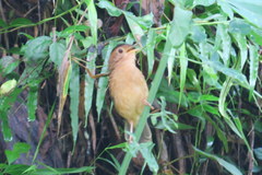 Pellorneum fuscocapillus