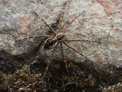 Dolomedes scriptus