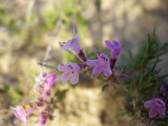 Thymus borysthenicus