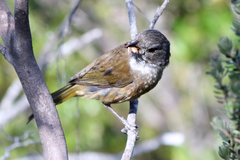 Pachycephala olivacea