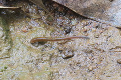 Haemadipsa zeylanica