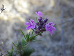 Thymus borysthenicus