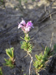 Thymus borysthenicus