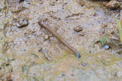 Haemadipsa zeylanica