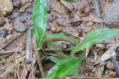 Haemadipsa zeylanica