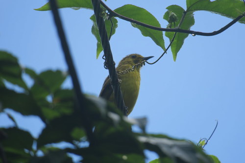 Acritillas indica