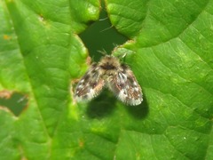 Clytocerus splendidus