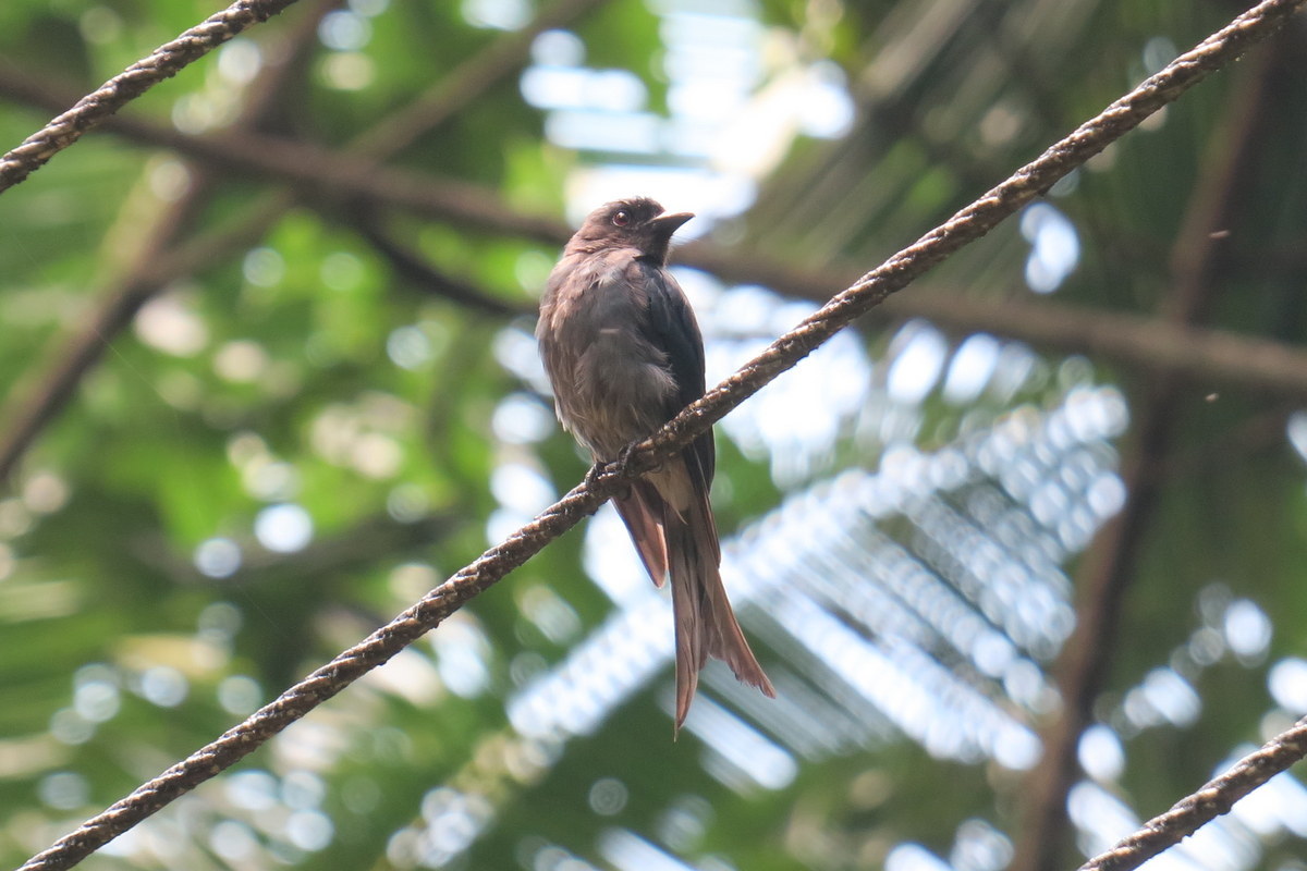 White-bellied Drongo illustration