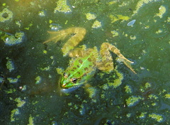 Pelophylax kurtmuelleri