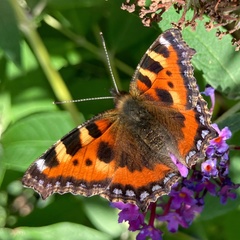 Aglais urticae