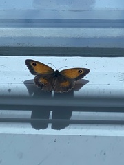 Pyronia tithonus