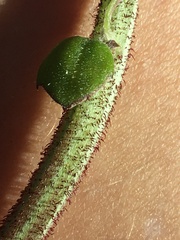 Arctotheca prostrata