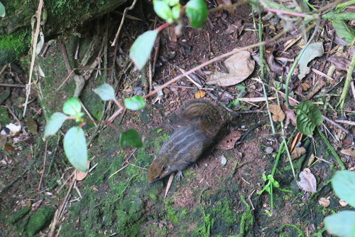 Funambulus obscurus